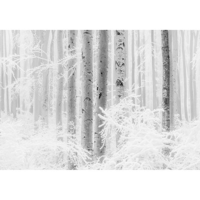 Φωτοταπετσαρία Τοίχου KOMAR "Winter Wood" σειρά "RAW" 400x280cm R4-043