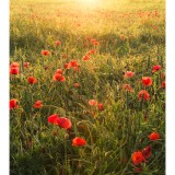 Φωτοταπετσαρία Τοίχου KOMAR "Poppy World" σειρά "STEFAN HEFELE Ed. 2" 250x280cm SHX5-071