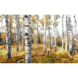 Φωτοταπετσαρία Τοίχου KOMAR "Colorful Aspenwoods" σειρά "STEFAN HEFELE Ed. 2" 450x280cm SHX9-015