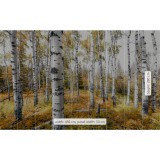 Φωτοταπετσαρία Τοίχου KOMAR "Colorful Aspenwoods" σειρά "STEFAN HEFELE Ed. 2" 450x280cm SHX9-015