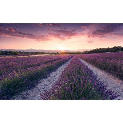 Φωτοταπετσαρία Τοίχου KOMAR "Lavender Dream" σειρά "STEFAN HEFELE Ed. 2" 450x280cm SHX9-052