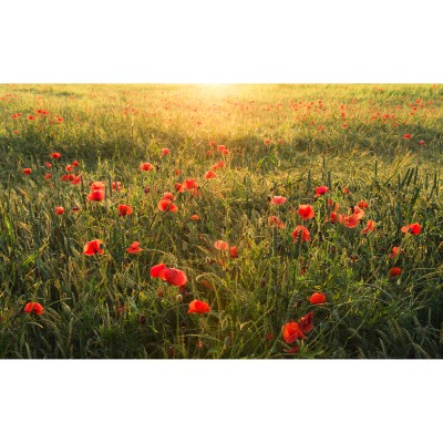 Φωτοταπετσαρία Τοίχου KOMAR "Poppy World I" σειρά "STEFAN HEFELE Ed. 2" 450x280cm SHX9-071