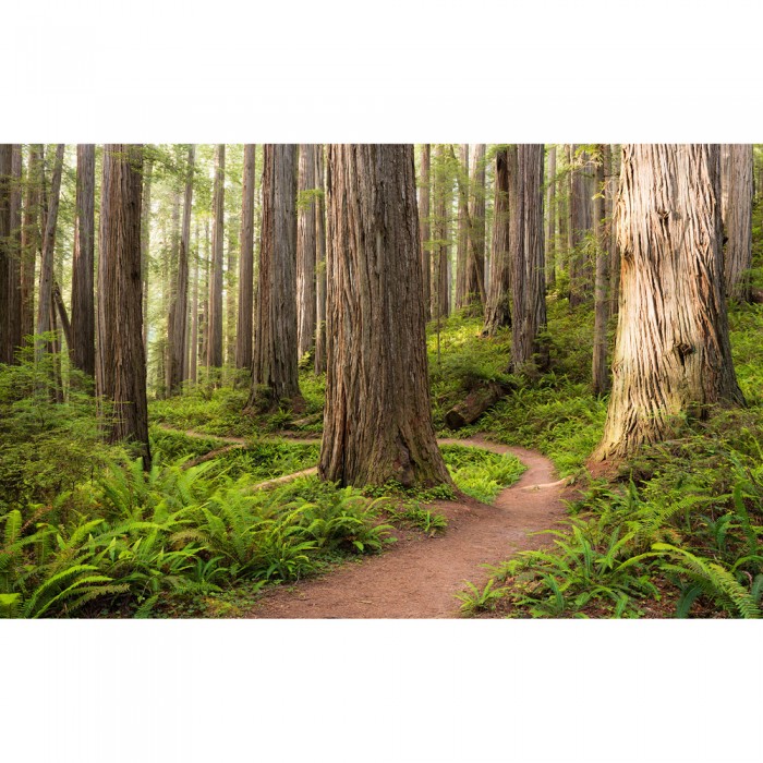 Φωτοταπετσαρία Τοίχου KOMAR "Redwood Trail" σειρά "STEFAN HEFELE Ed. 2" 450x280cm SHX9-077