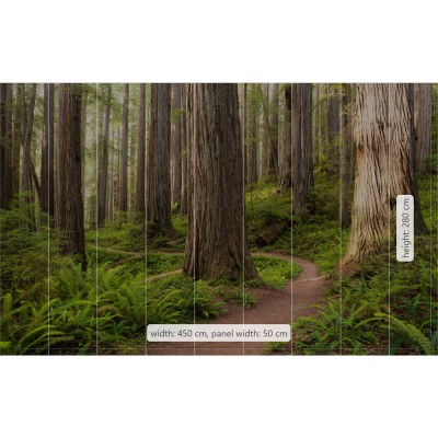 Φωτοταπετσαρία Τοίχου KOMAR "Redwood Trail" σειρά "STEFAN HEFELE Ed. 2" 450x280cm SHX9-077