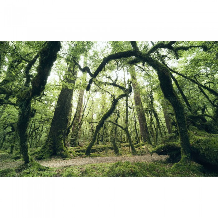 Φωτοταπετσαρία Τοίχου KOMAR "Ancient Green " σειρά "STEFAN HEFELE Ed. 2" 450x280cm SHX9-104