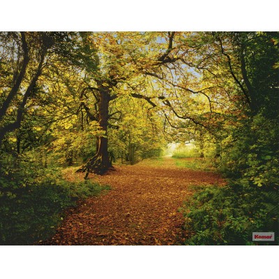 Φωτοταπετσαρία τοίχου Komar 8-068 Autumn Forest 3.88 cm x  2.70 cm