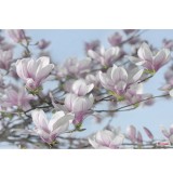 Φωτοταπετσαρία τοίχου Komar 8-738 Magnolia 3.68 cm x  2.54 cm