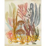 Φωτοταπετσαρία τοίχου KOMAR IF2-028 "Catchy Corals" σειρά Infinity 2 200 x 250 cm