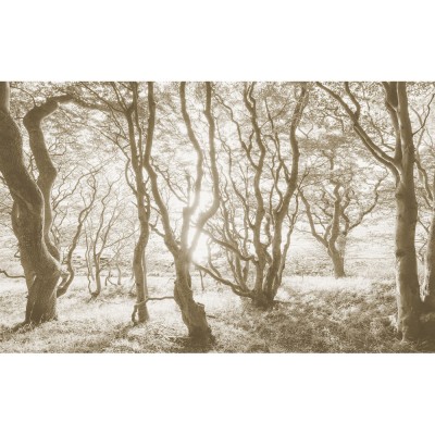 Φωτοταπετσαρία τοίχου KOMAR IFSH4-072 "Bleached Birch" σειρά Infinity 2 400 x 250 cm