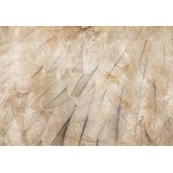 Φωτοταπετσαρία - Bird's wings - minimalist close-up on beige feathers with pattern