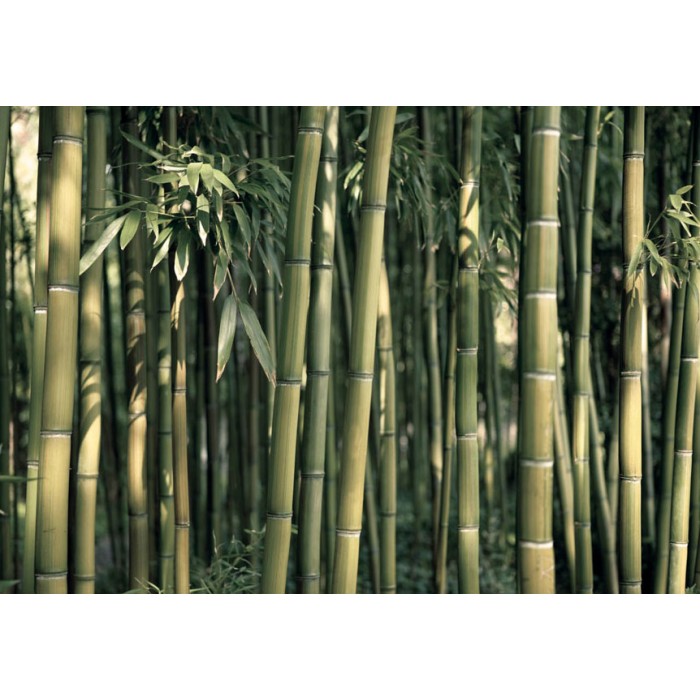 Φωτοταπετσαρία - Bamboo Exotic
