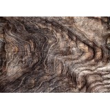 Φωτοταπετσαρία - Signs of the times - an abstract background with the wrinkled bark of an old tree