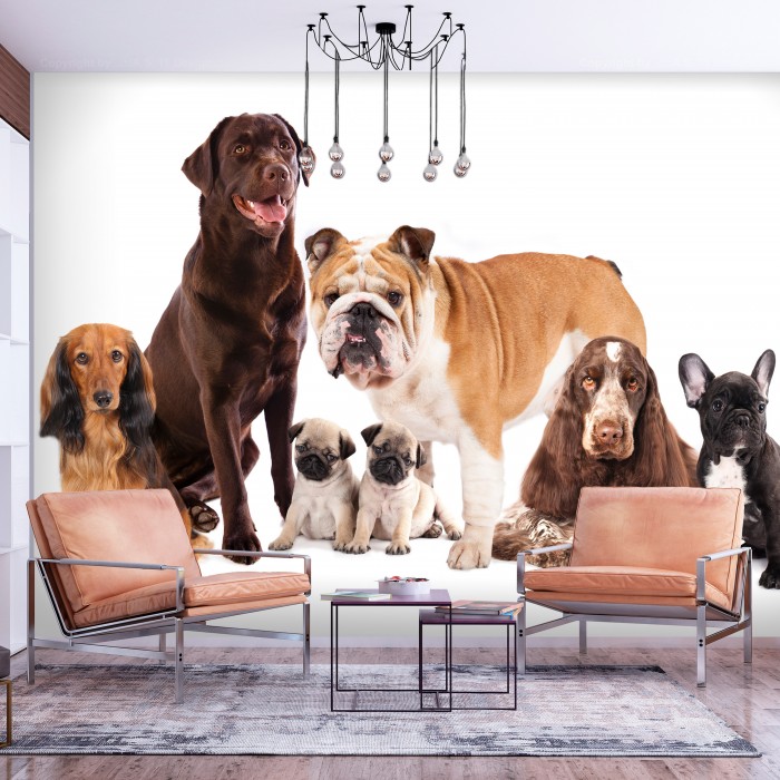 Φωτοταπετσαρία - Animal portrait - dogs with a brown labrador in the centre on a white background