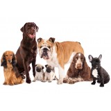 Φωτοταπετσαρία - Animal portrait - dogs with a brown labrador in the centre on a white background