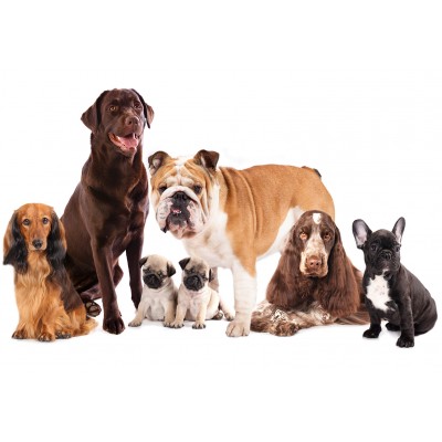 Φωτοταπετσαρία - Animal portrait - dogs with a brown labrador in the centre on a white background